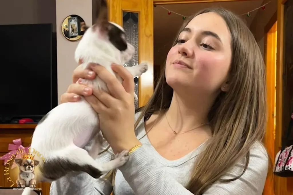 Regalar un chihuahua: cachorro chihuahua de La Reina de Oros en brazos de su familia