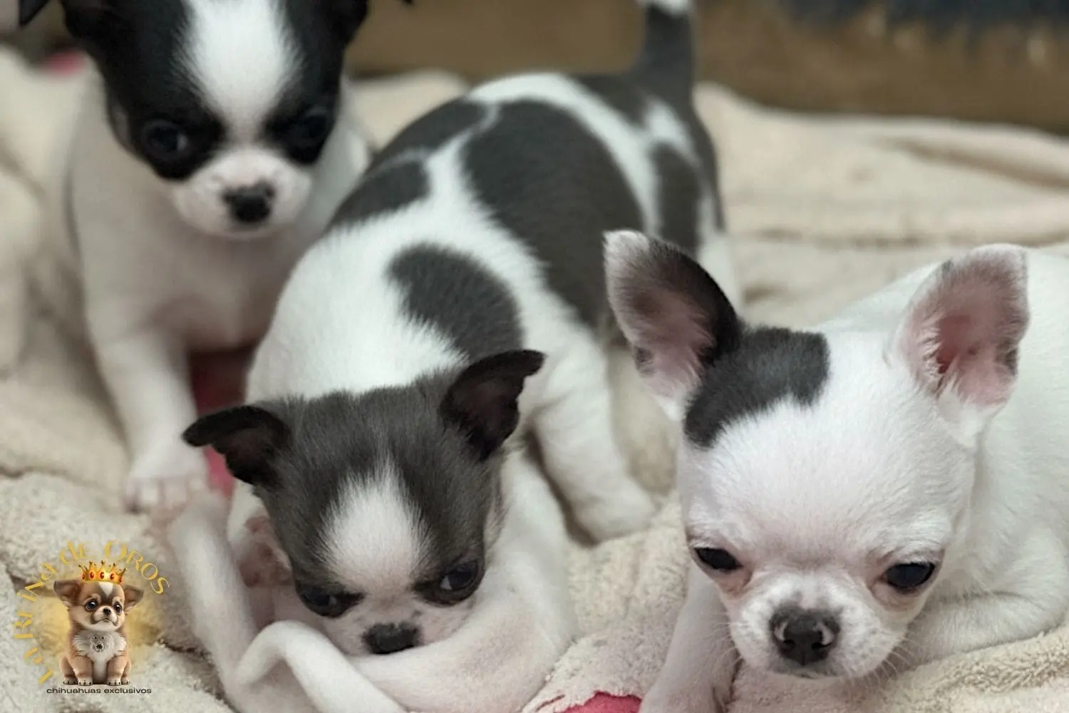 regalar un chihuahua de la reina de oros