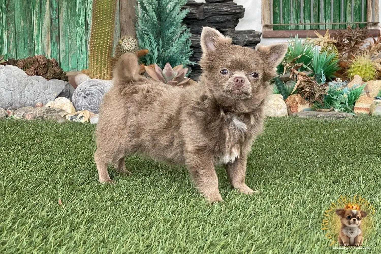 cachorro chihuahua super tor tamaño bolsillo 