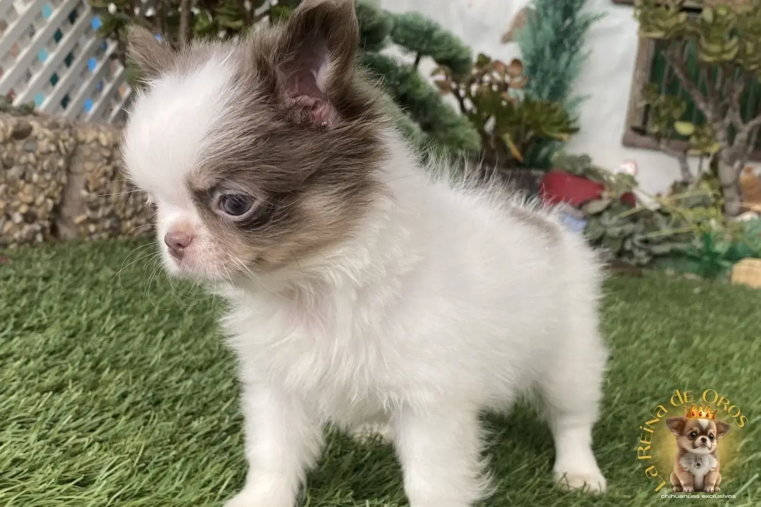 criadero de chihuahuas