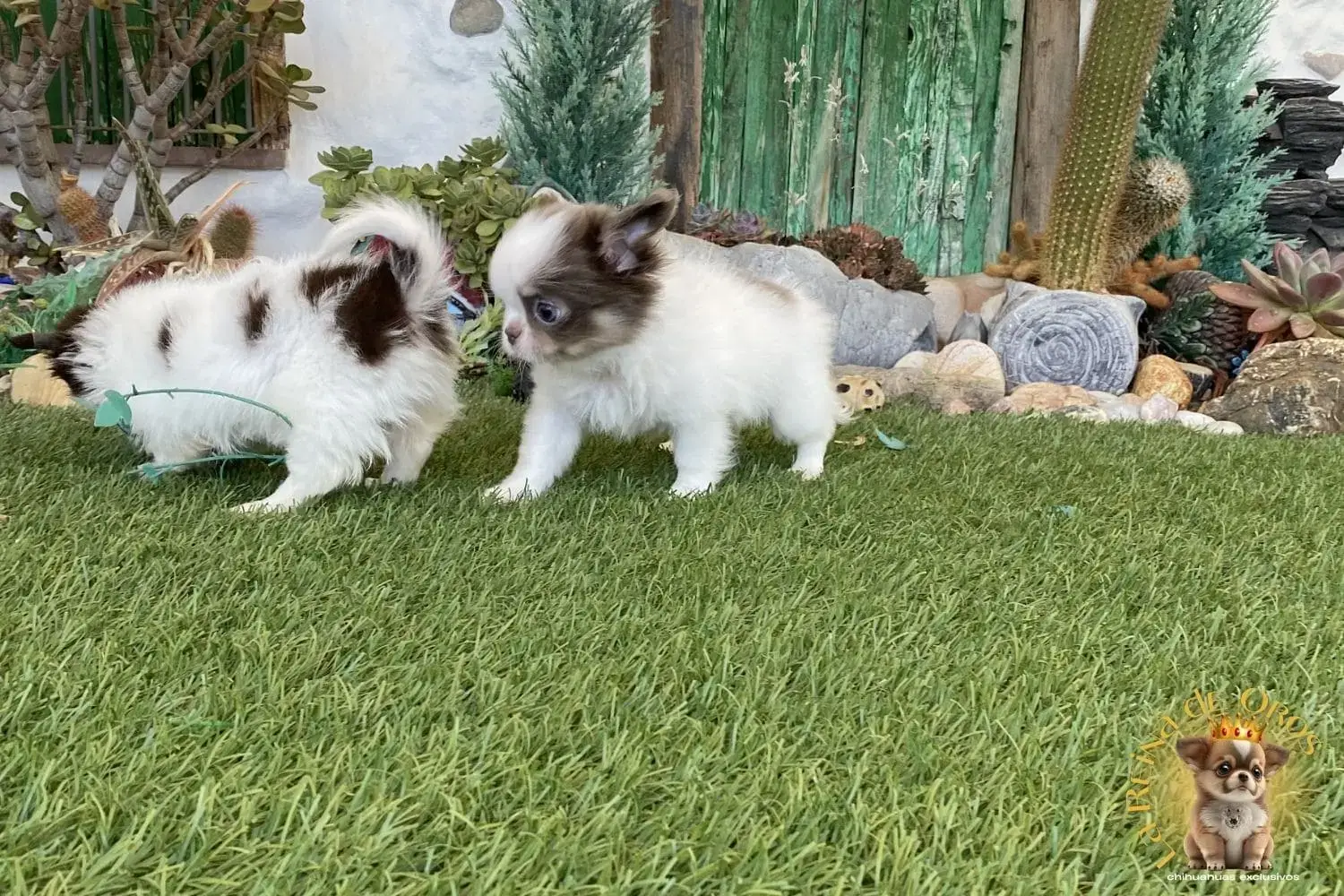 hembras chihuahua blanco y lilac