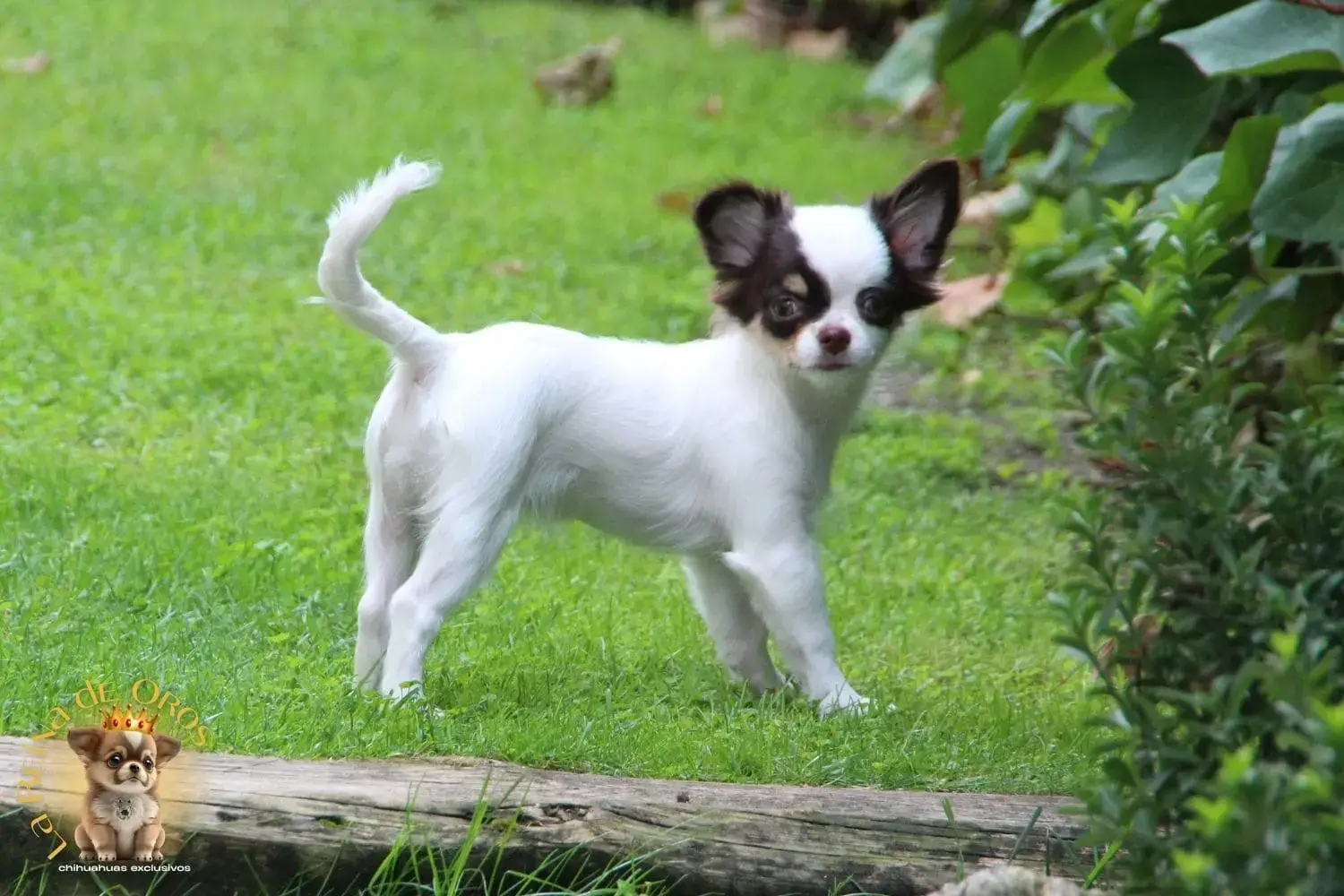 cachorro chihuahua de pelo largo en venta
