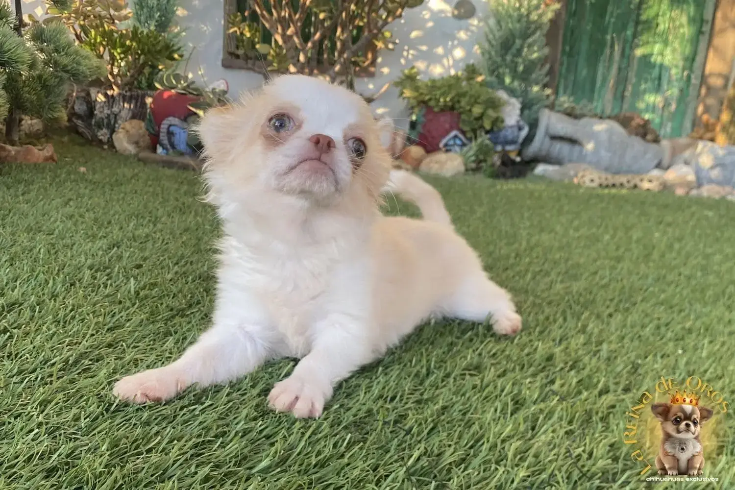 cachorro chihuahua de nucleo zoologico autorizado