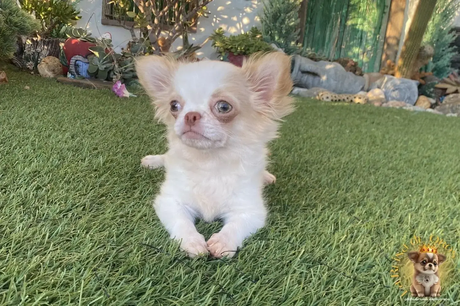 cachorro chihuahua katrina de criadero
