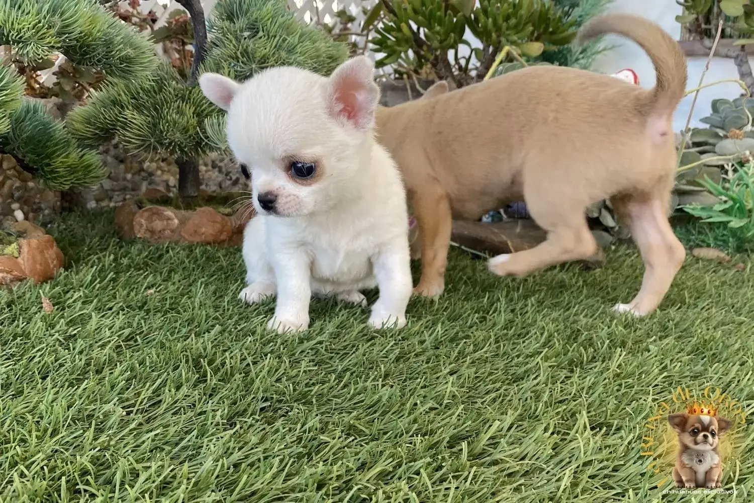 cachorro chihuahua mini