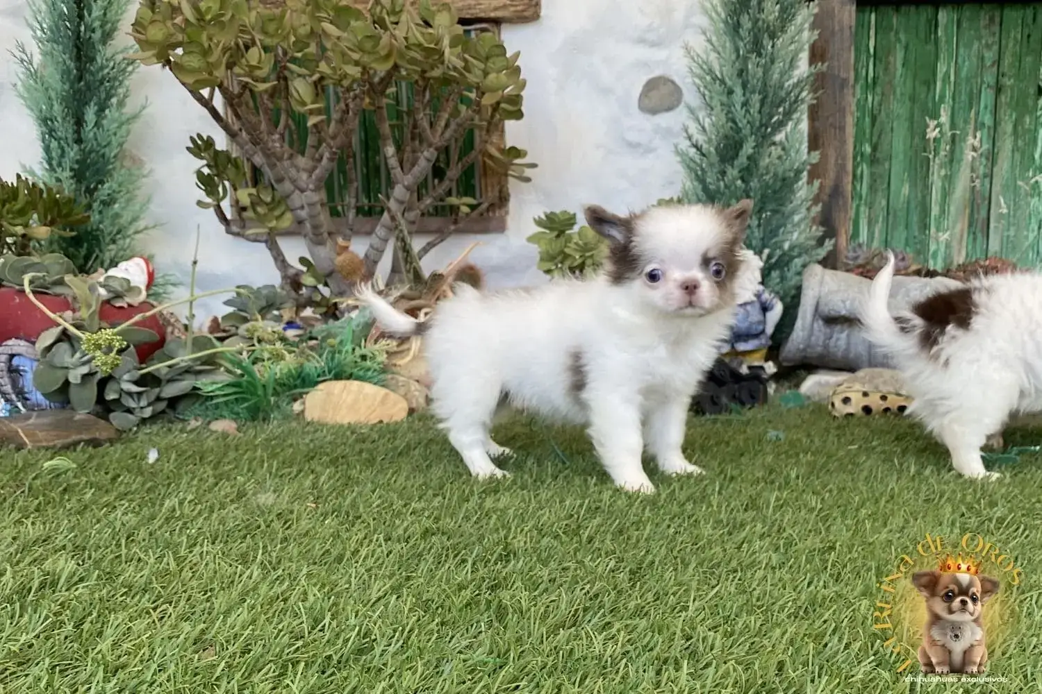 venta chihuahuas minis