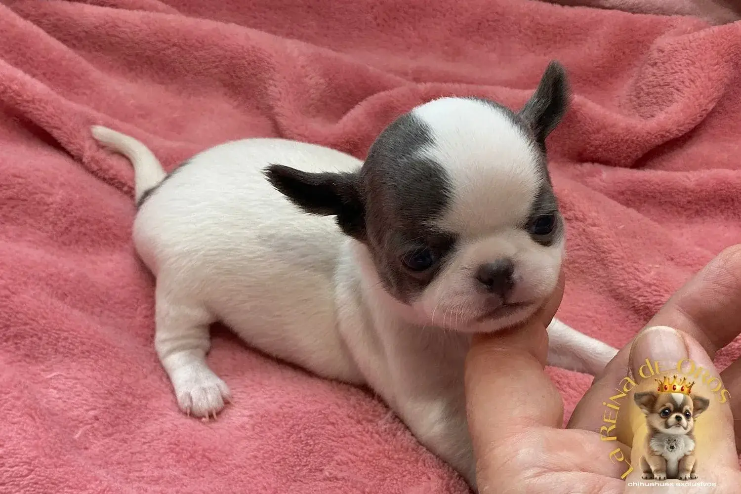 cachorro-chihuahua-minimo-vaquita