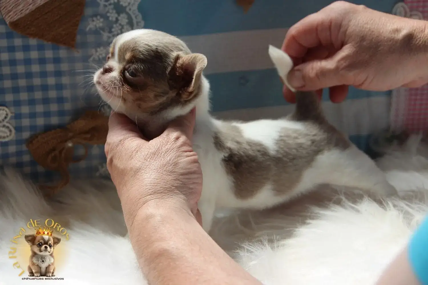 cachorro chihuahua giselle la reina de oros españa