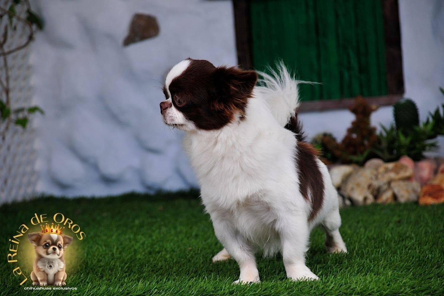 macho-chihuahua-adulto-astra-vitus-chumachechi-pedigree