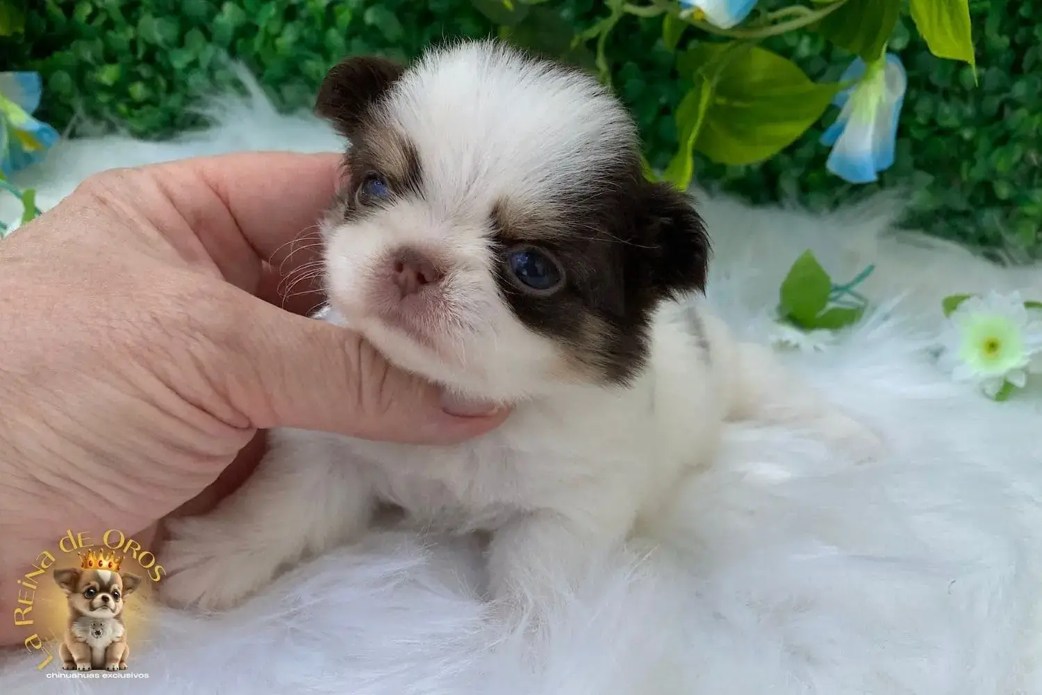 cachorro chihuahua galaxia ejemplar unico