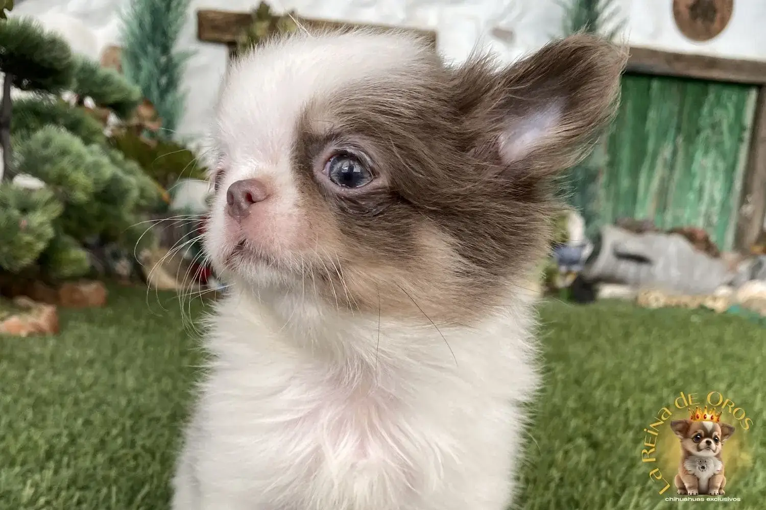 chihuahua cachorro disponible para ventra