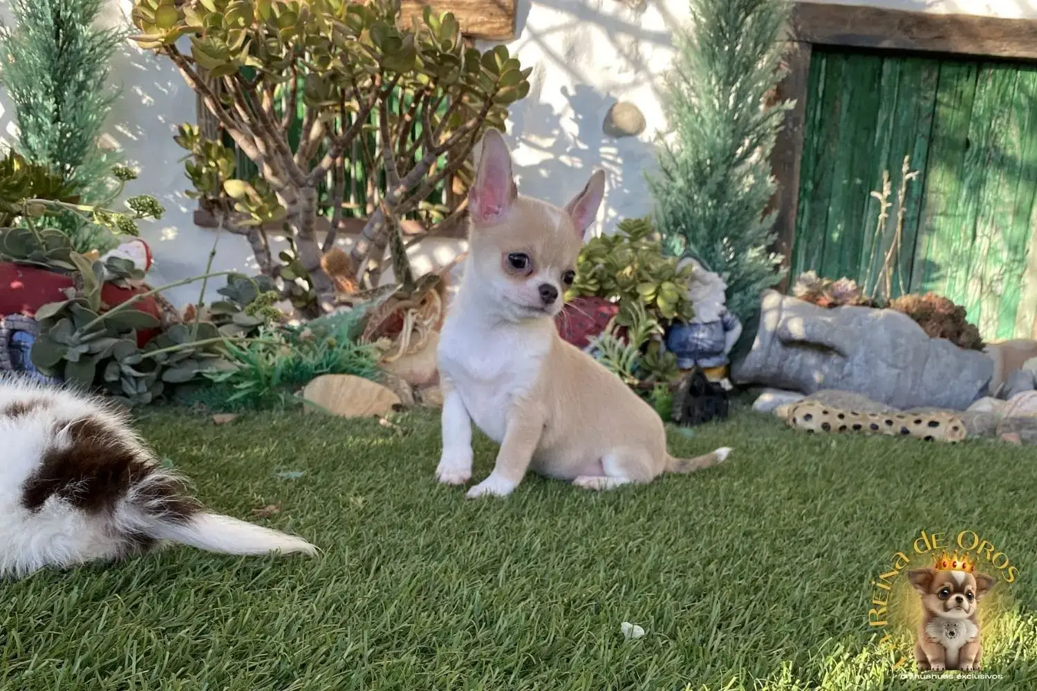 cachorro chihuahua en venta