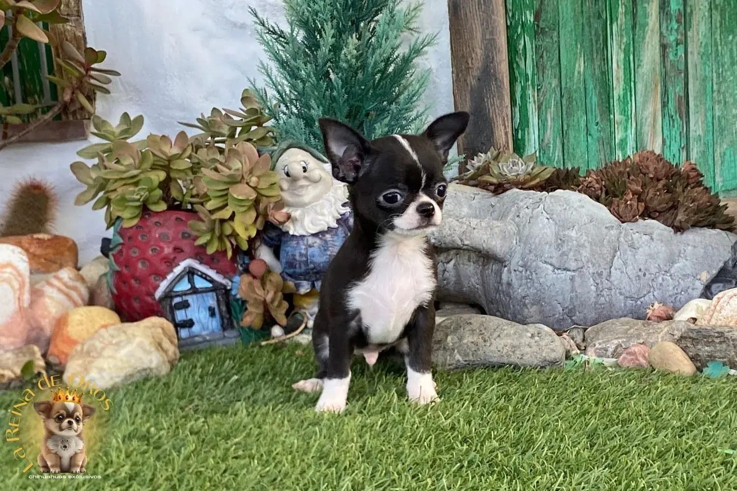 cachorro chihuhua toy