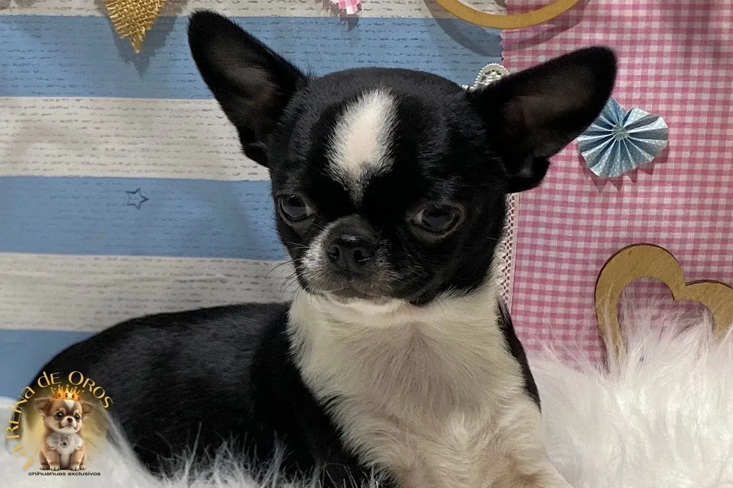 comprar chihuahua la reina de oros