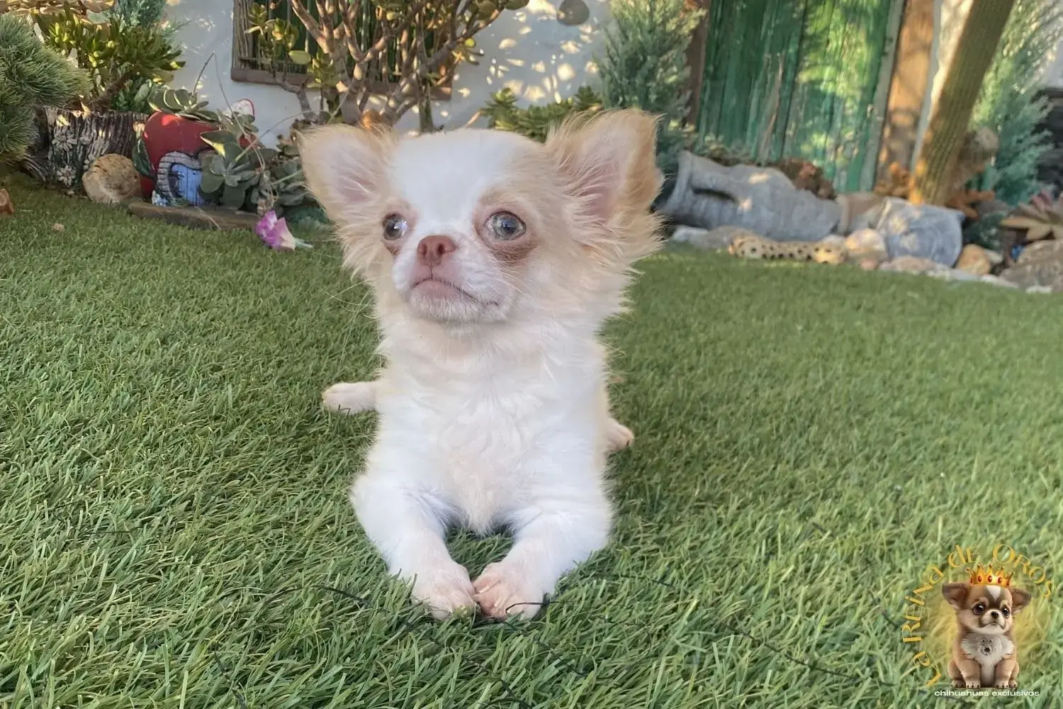 cachorro chihuahua en venta
