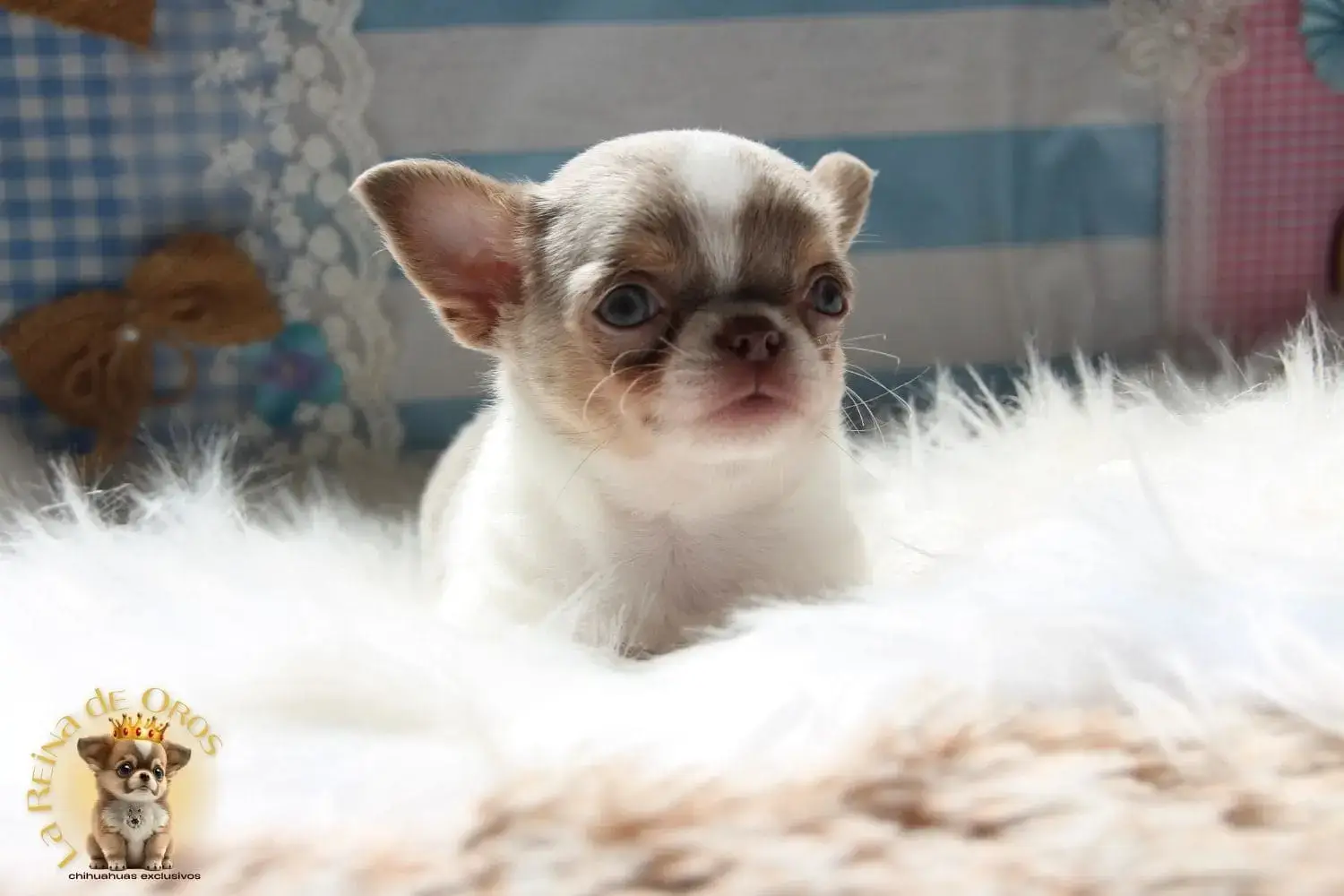 cachorro chihuahua disponible tamaño mini