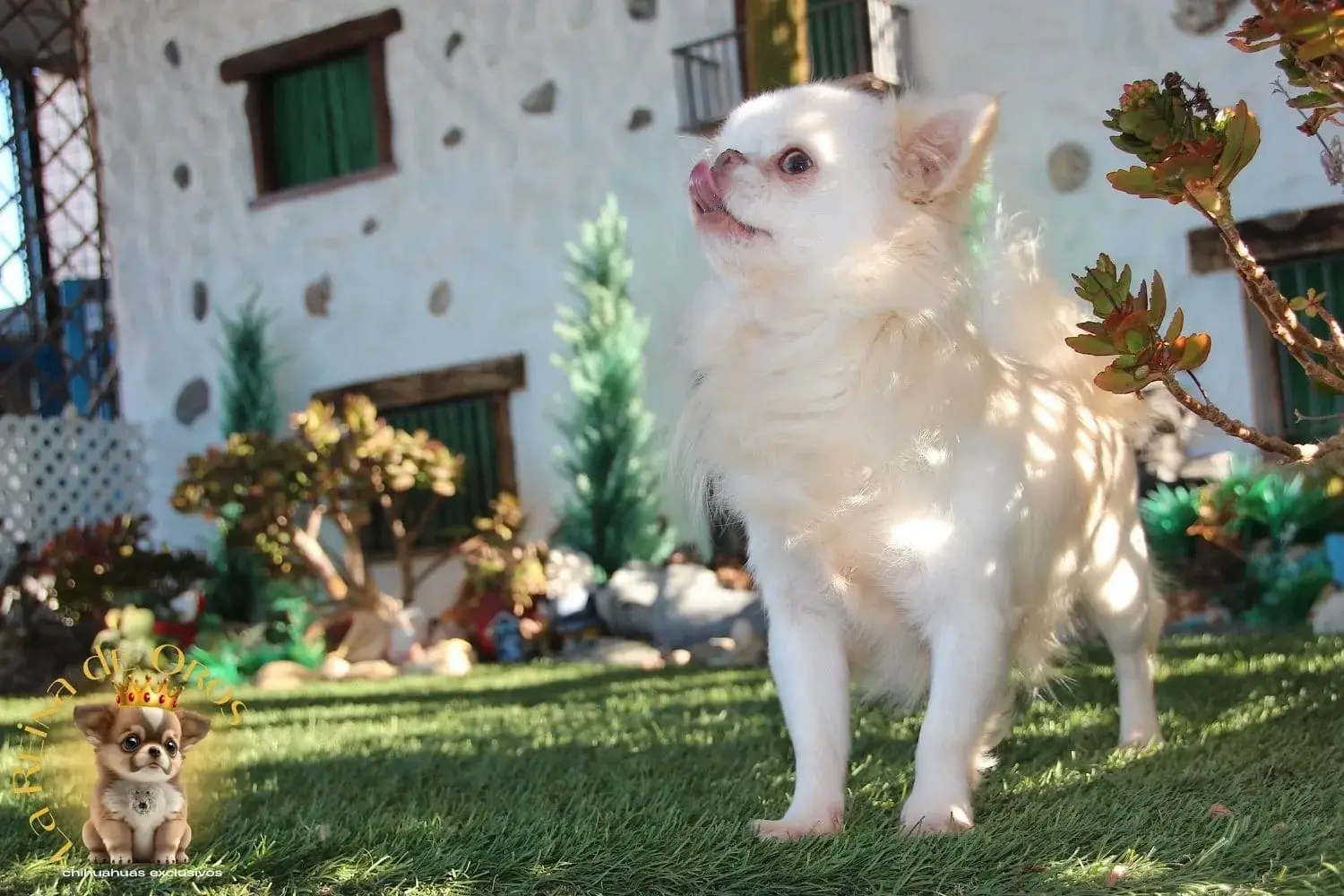 macho chihuahua adulto blanco de criadero