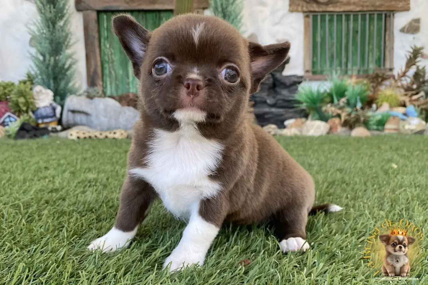 cachorro chihuahua runa hembra en venta