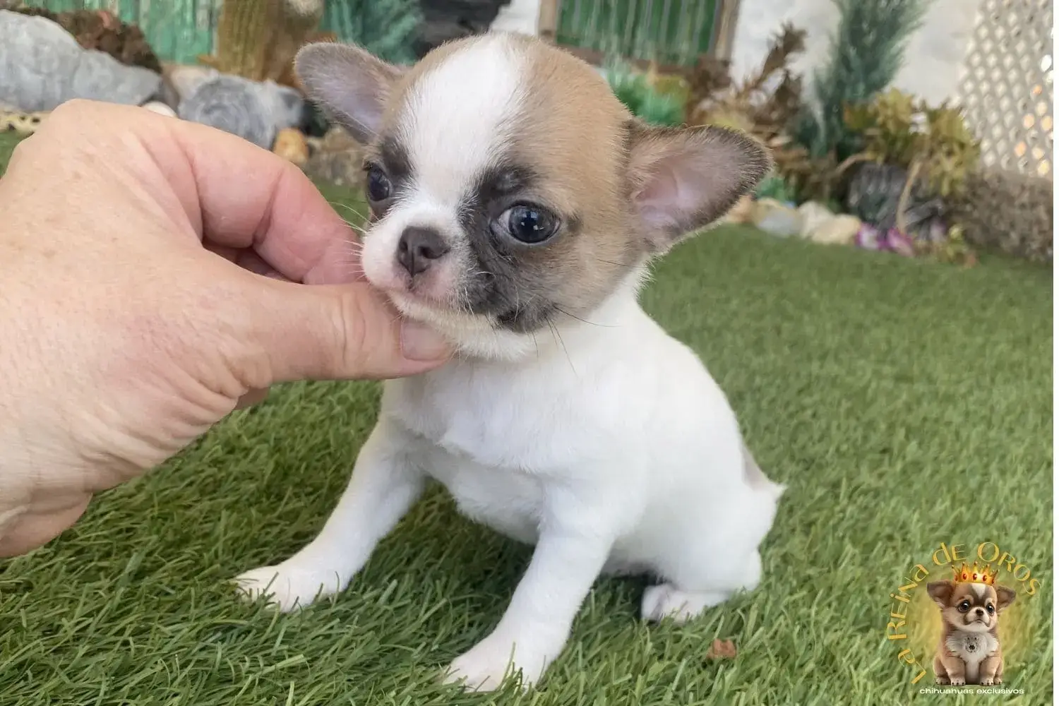 cachorro chihuahua de criadero certificado