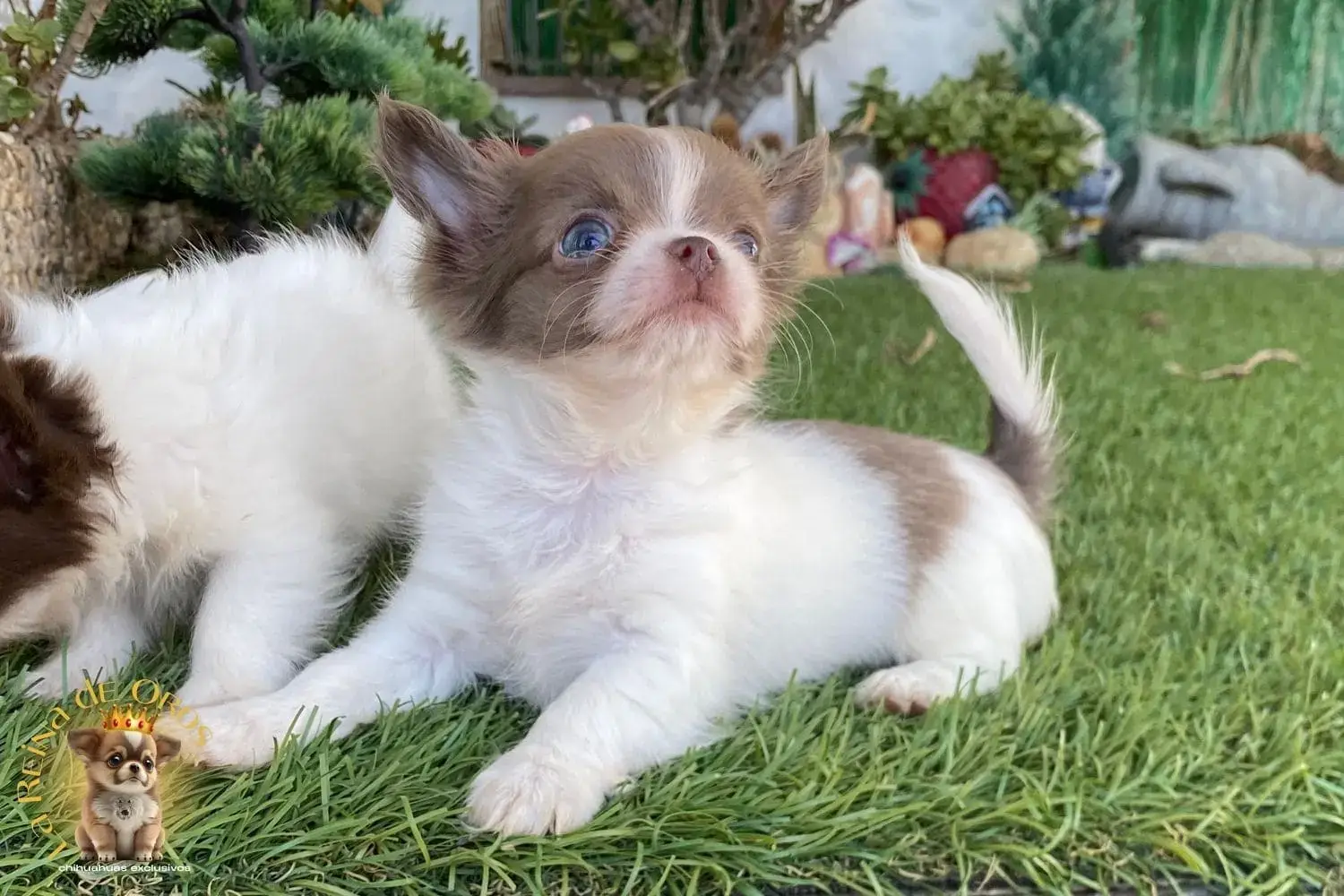cachorro chihuahua donna en venta