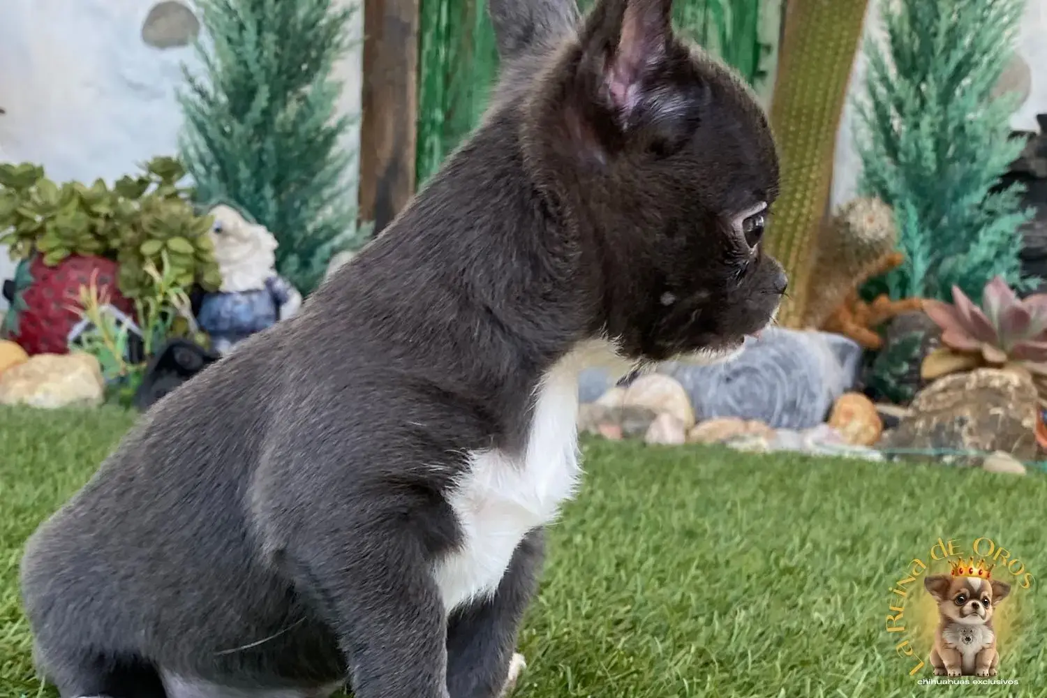 cachorro chihuahua miniatura