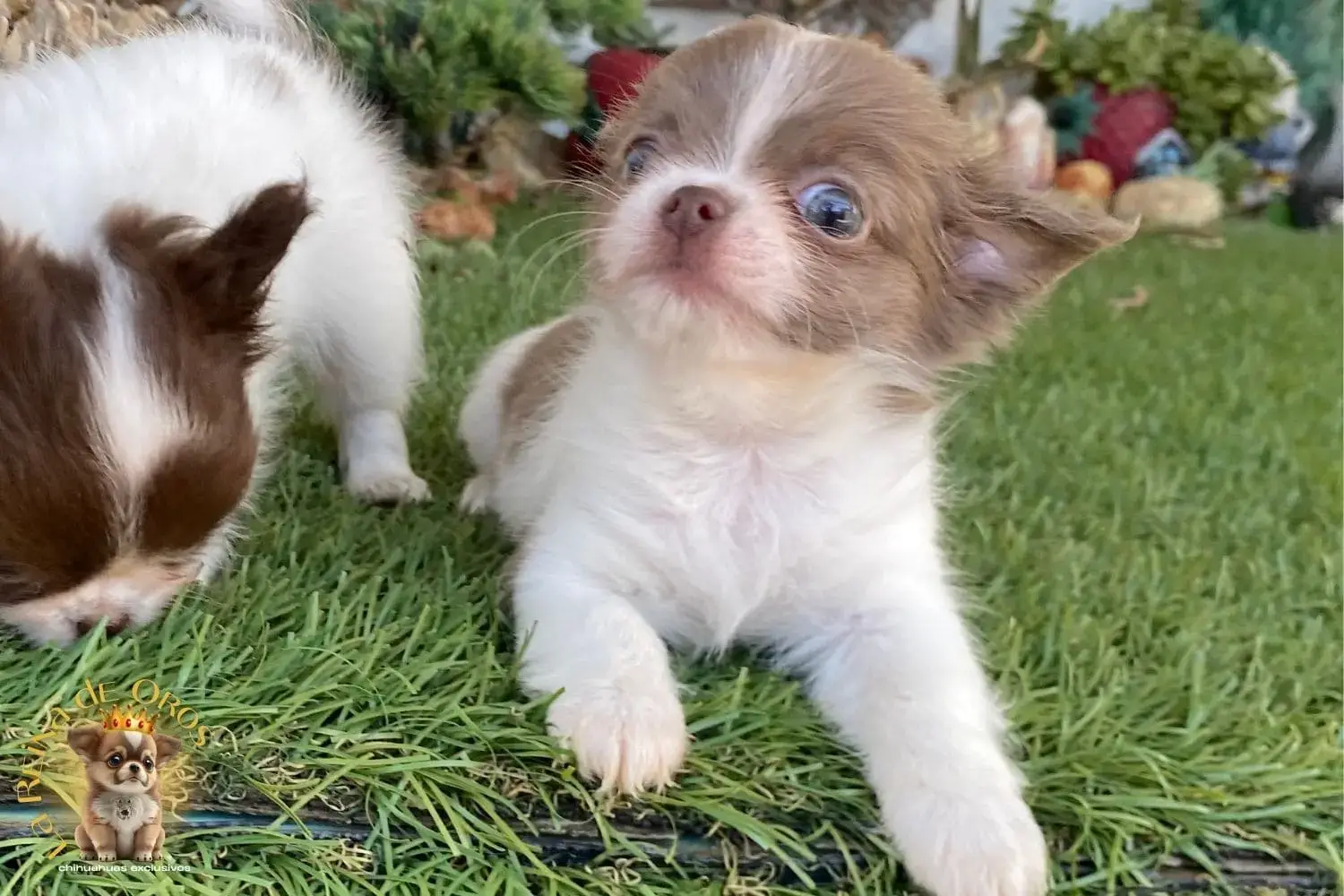 cachorro chihuahua donna criadero