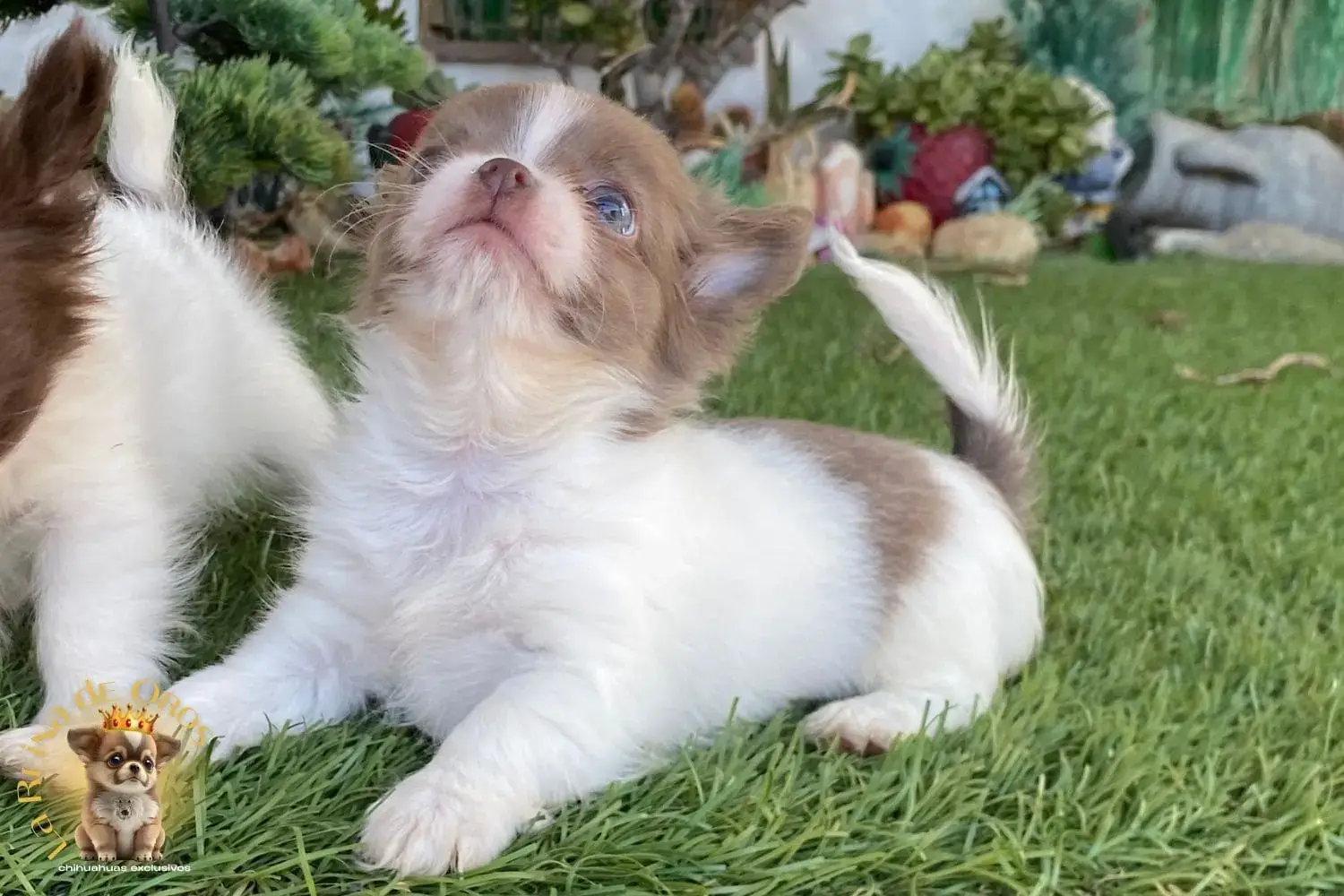 cachorro chihuahua donna de pelo largo