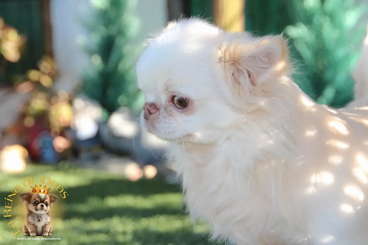 chihuahua blanco linea thailandesa