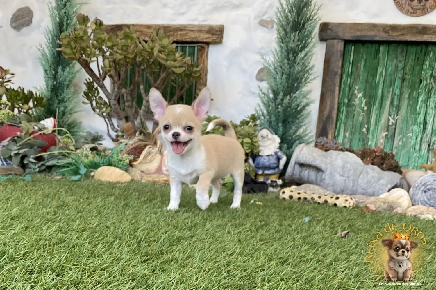 cachorro chihuahua de nucleo zoologico autorizado