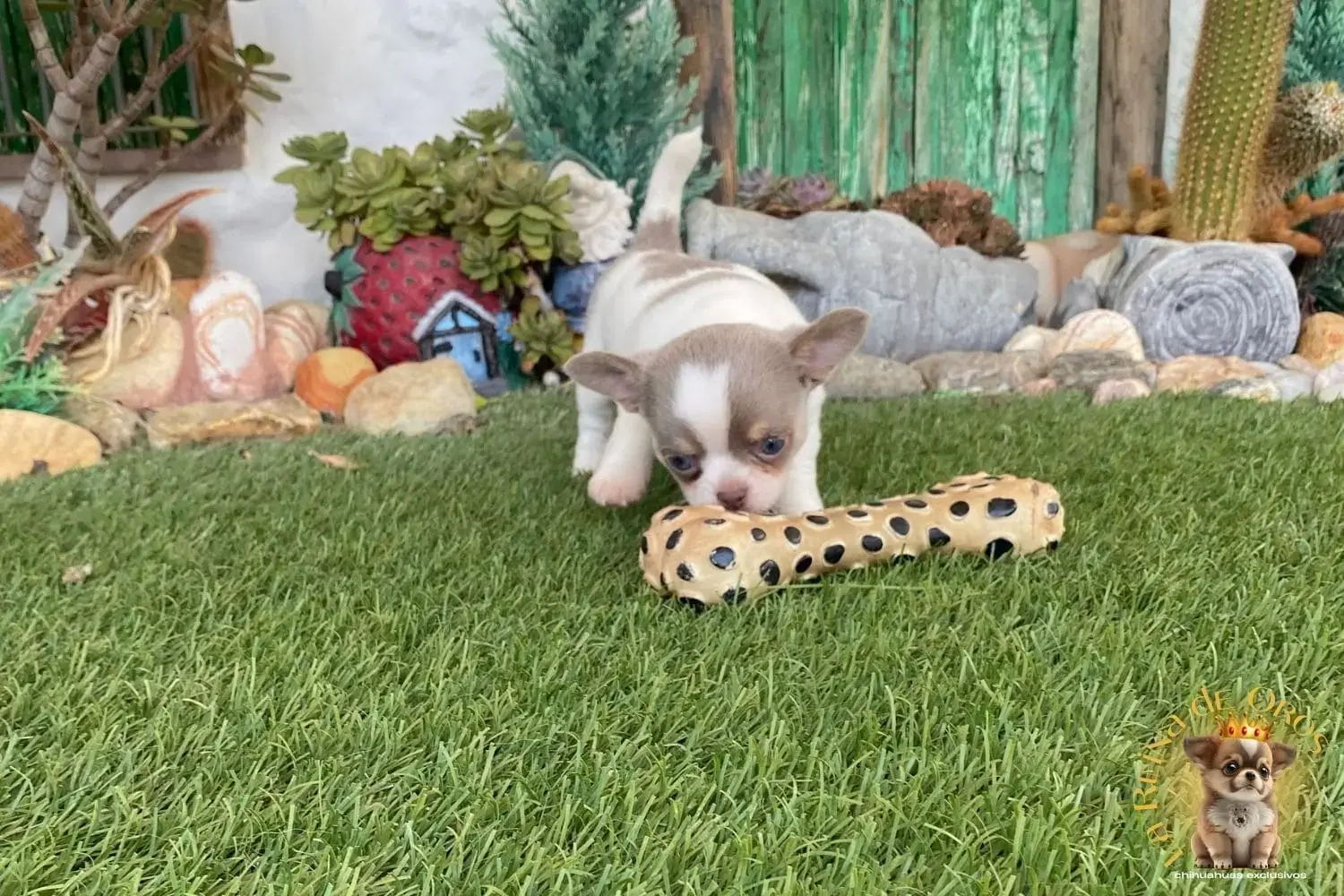 cachorro chihuahua giovani garantia 1