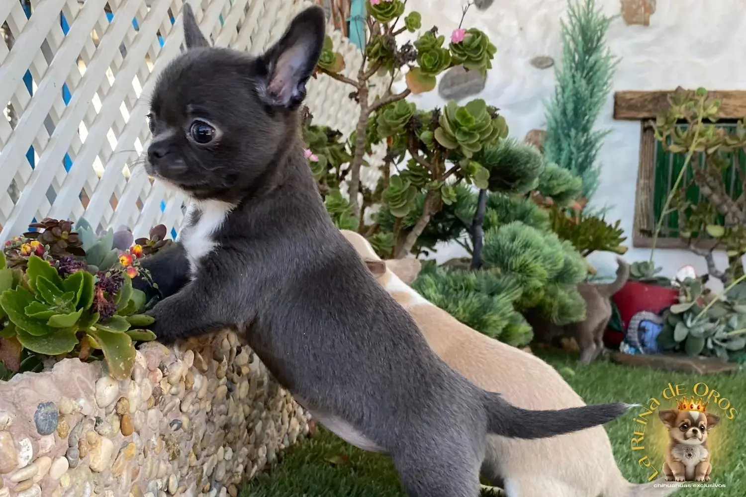 cachorro chihuahua llorona caracter curioso