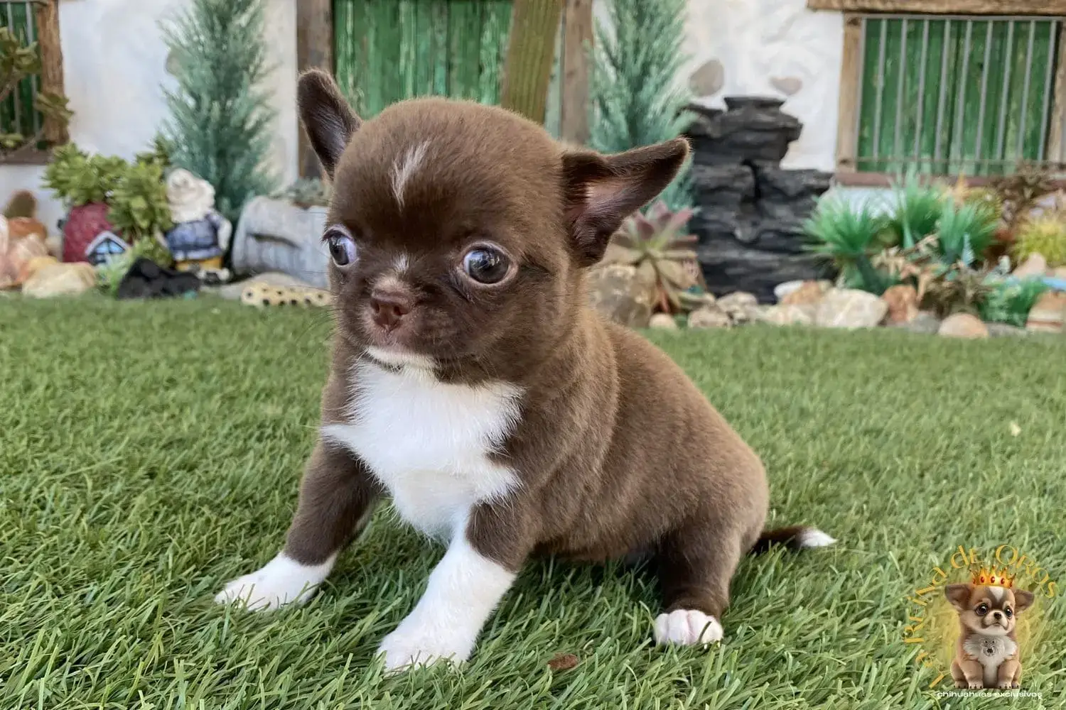 cachorro chihuhaua toy color chocolate