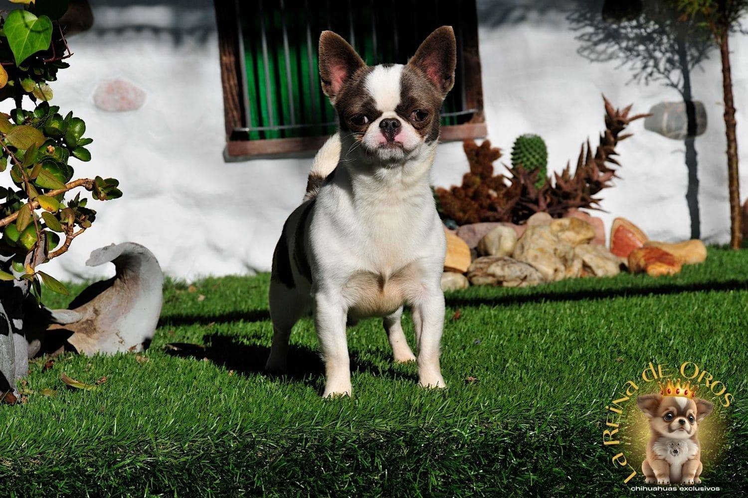 macho-chihuahua-dark-mirey-iz-tvoey-mechty-ruso