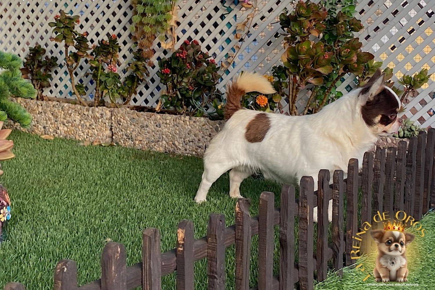 macho-chihuahua-adulto-pelo-corto-blanco-chocolate-crianza