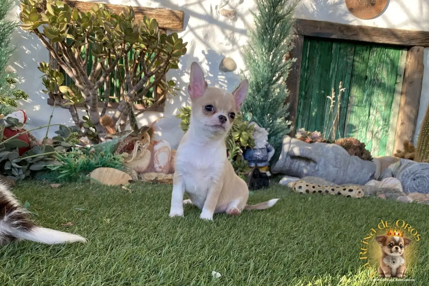 cachorro chihuahua lluna reina de oros afijo