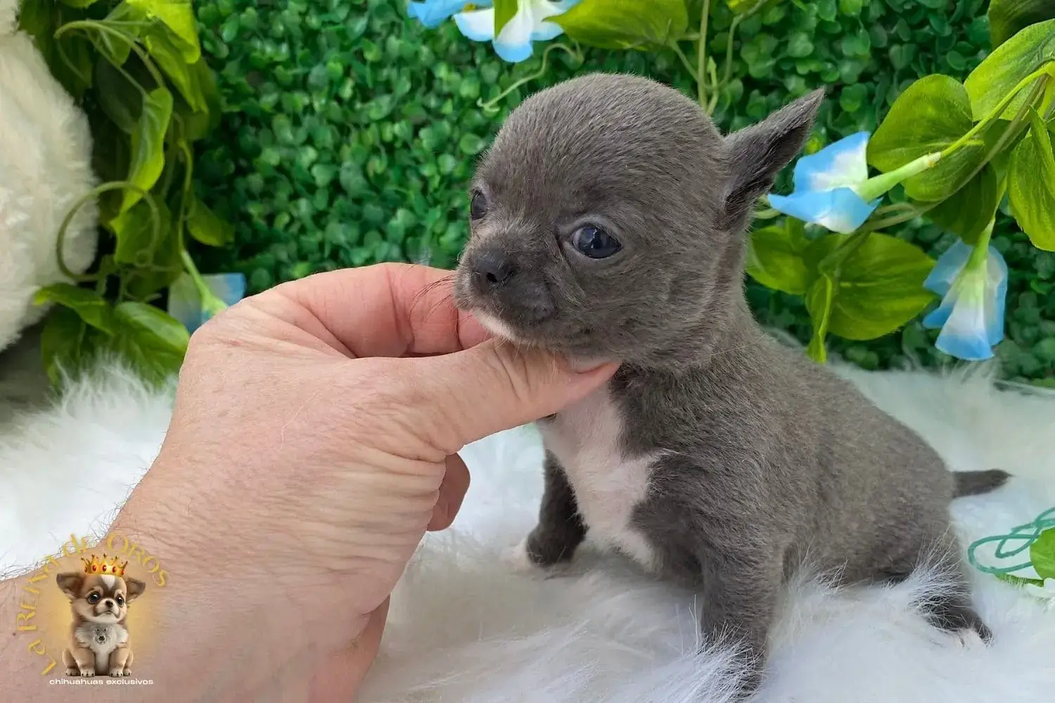 cachorro chihuahua lluvia venta de perros chihuahua