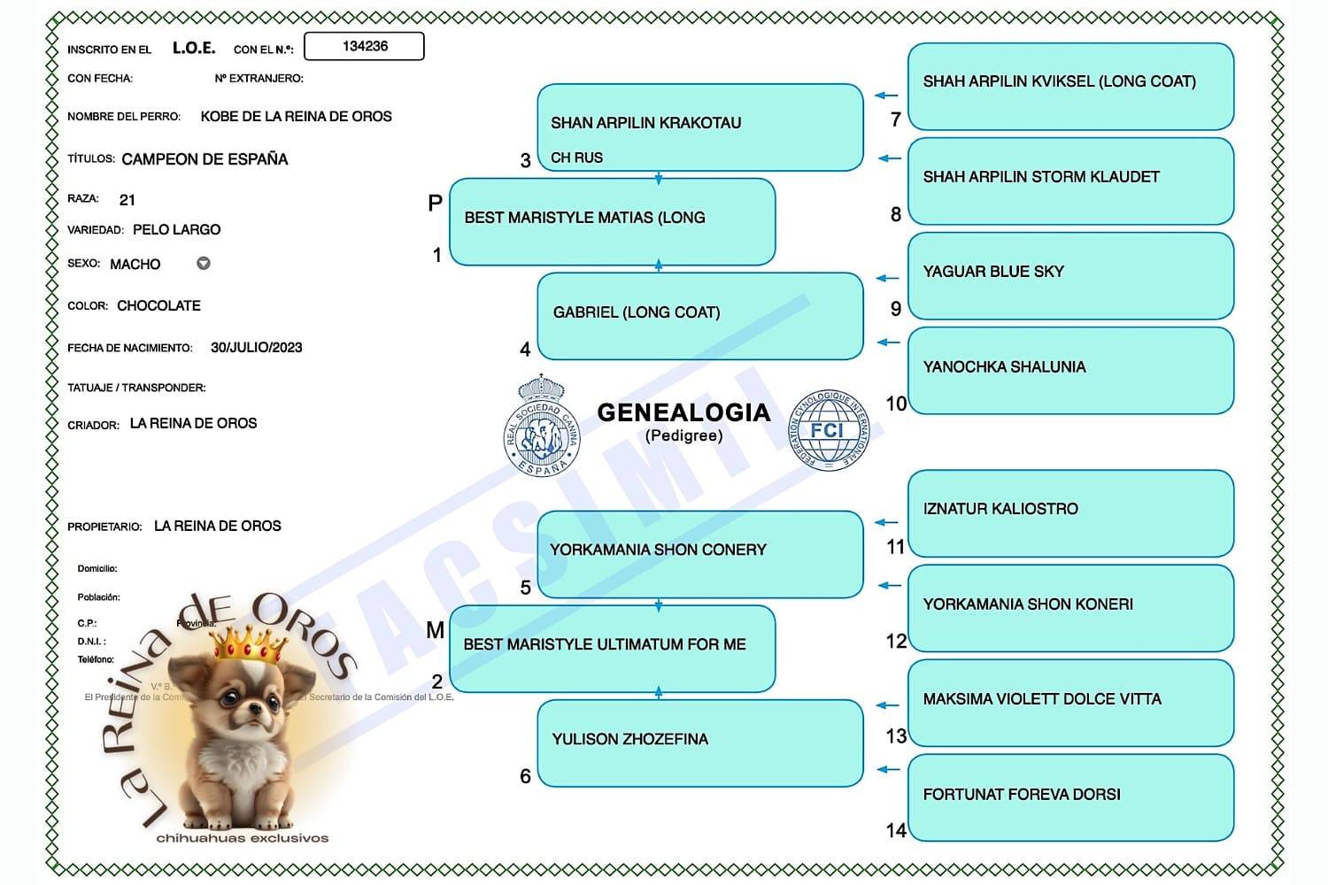 macho-chihuahua-adulto-kobe-pedigree