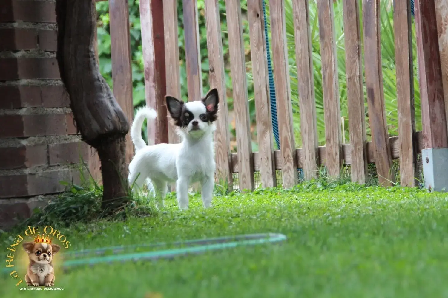 cachorro chihuahua en venta