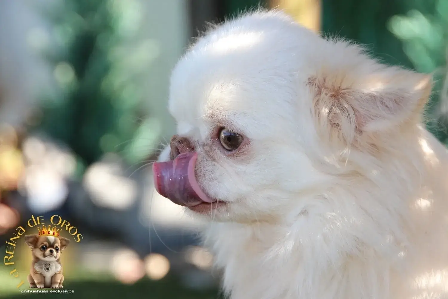 macho chihuahua adulto color blanco