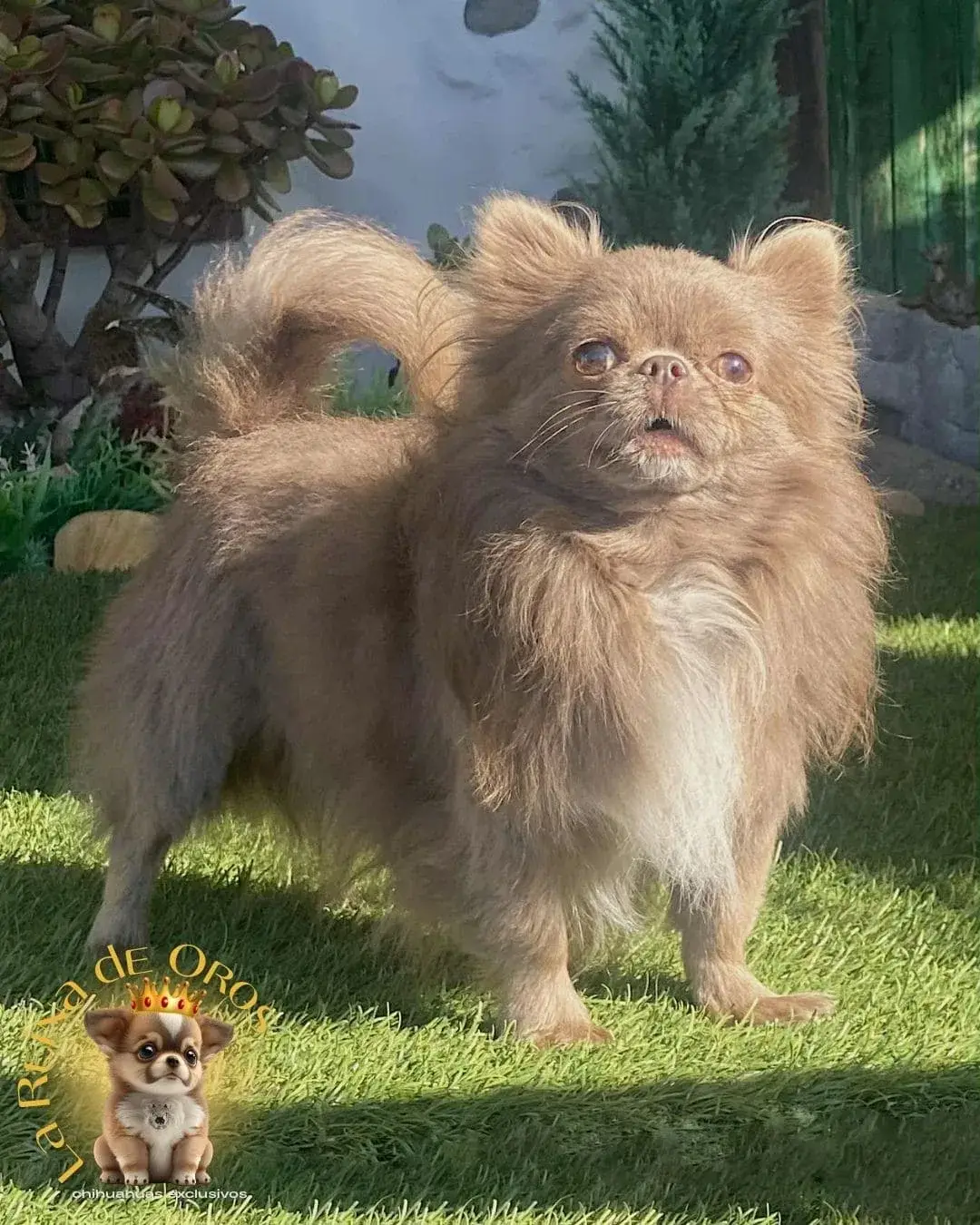 macho-chihuahua-adulto-queen