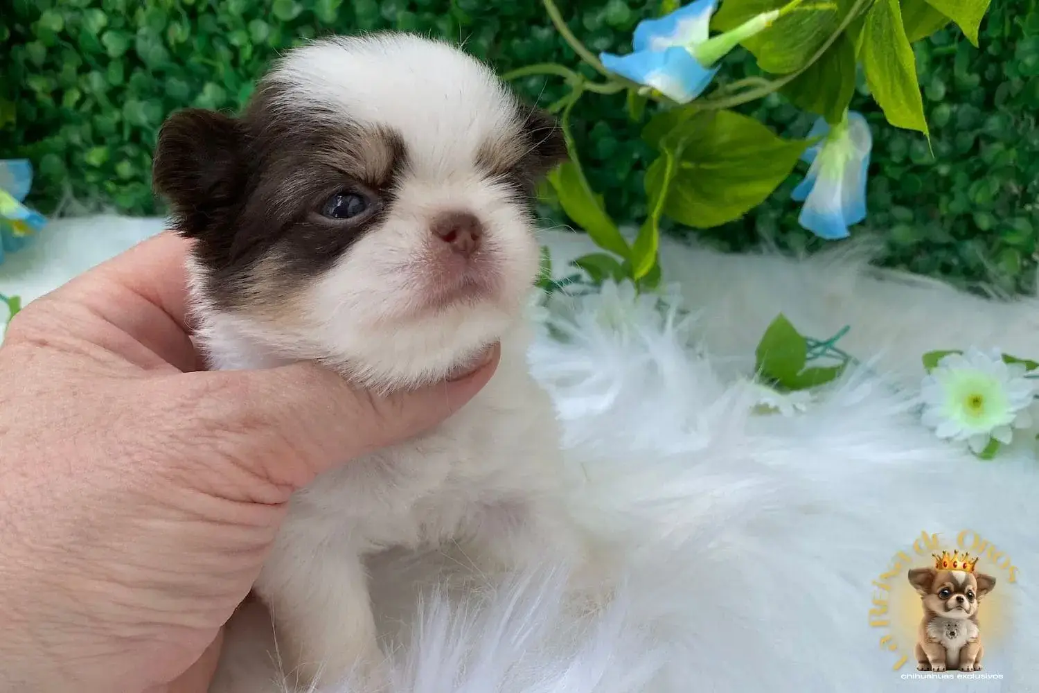 cachorro chihuahua galaxia en venta