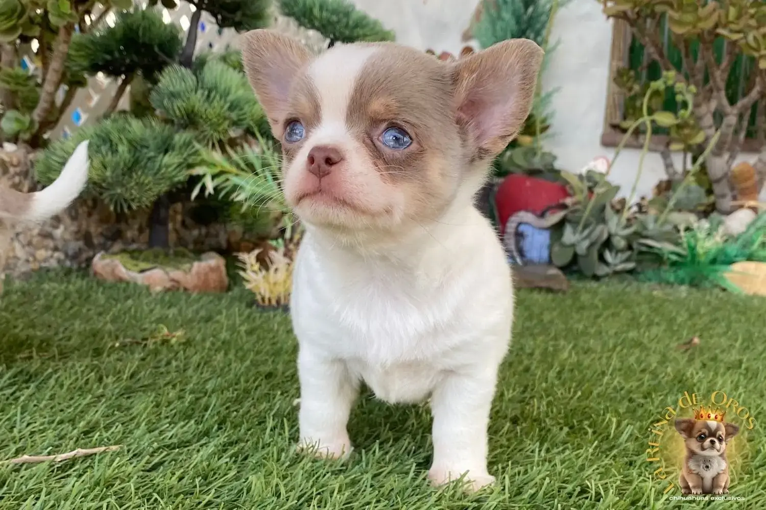 cachorro chihuahua pedigree
