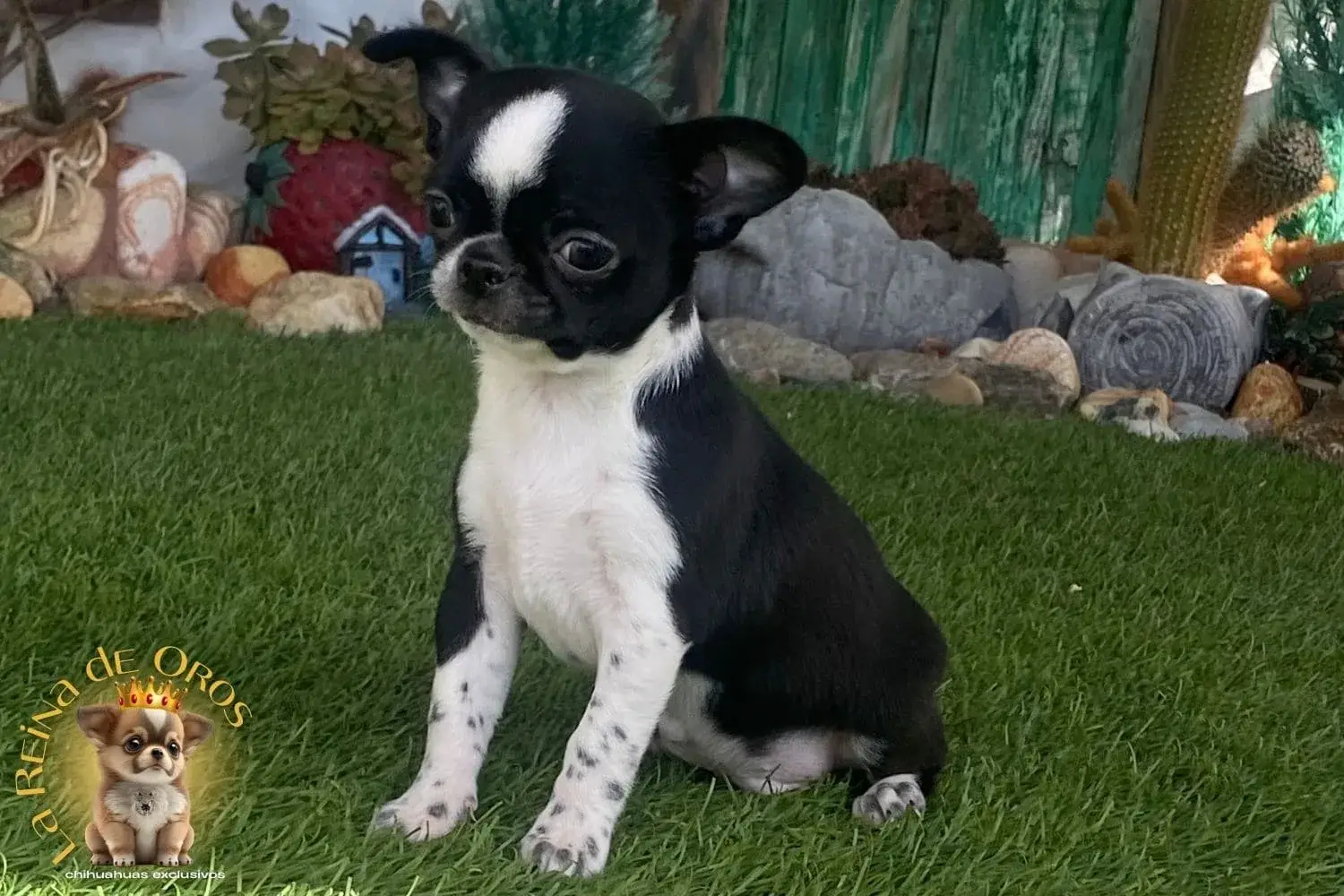 macho chihuahua cachorro de criadero