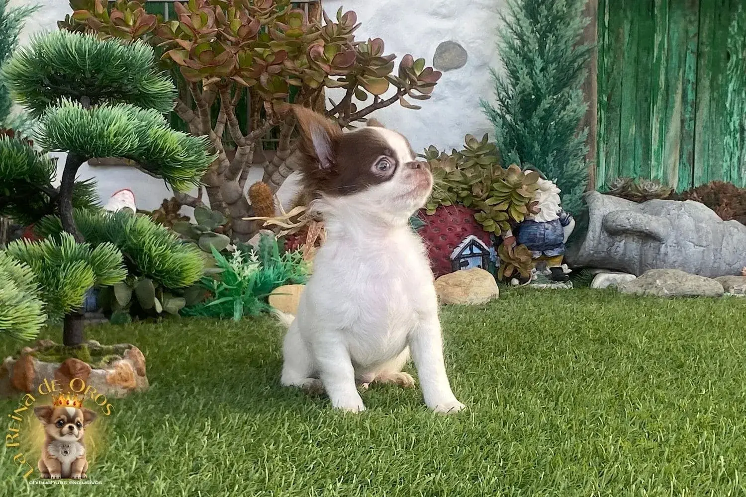 cachorro chihuahua yanko en venta