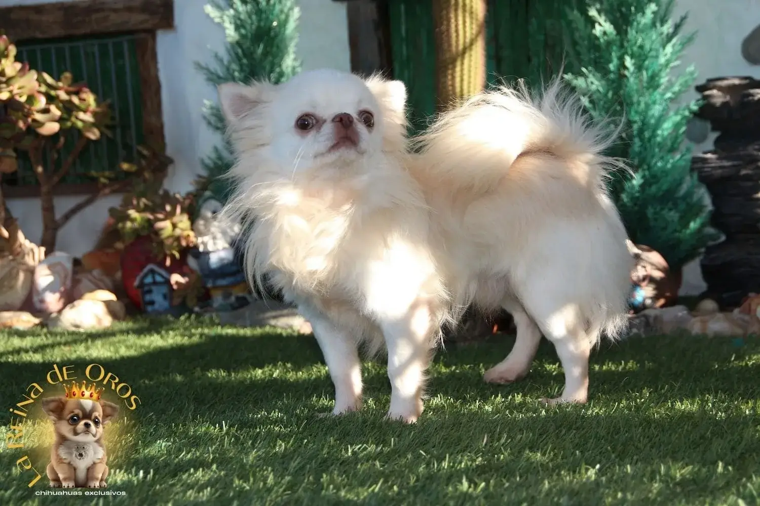 chihuahua blanco adulto