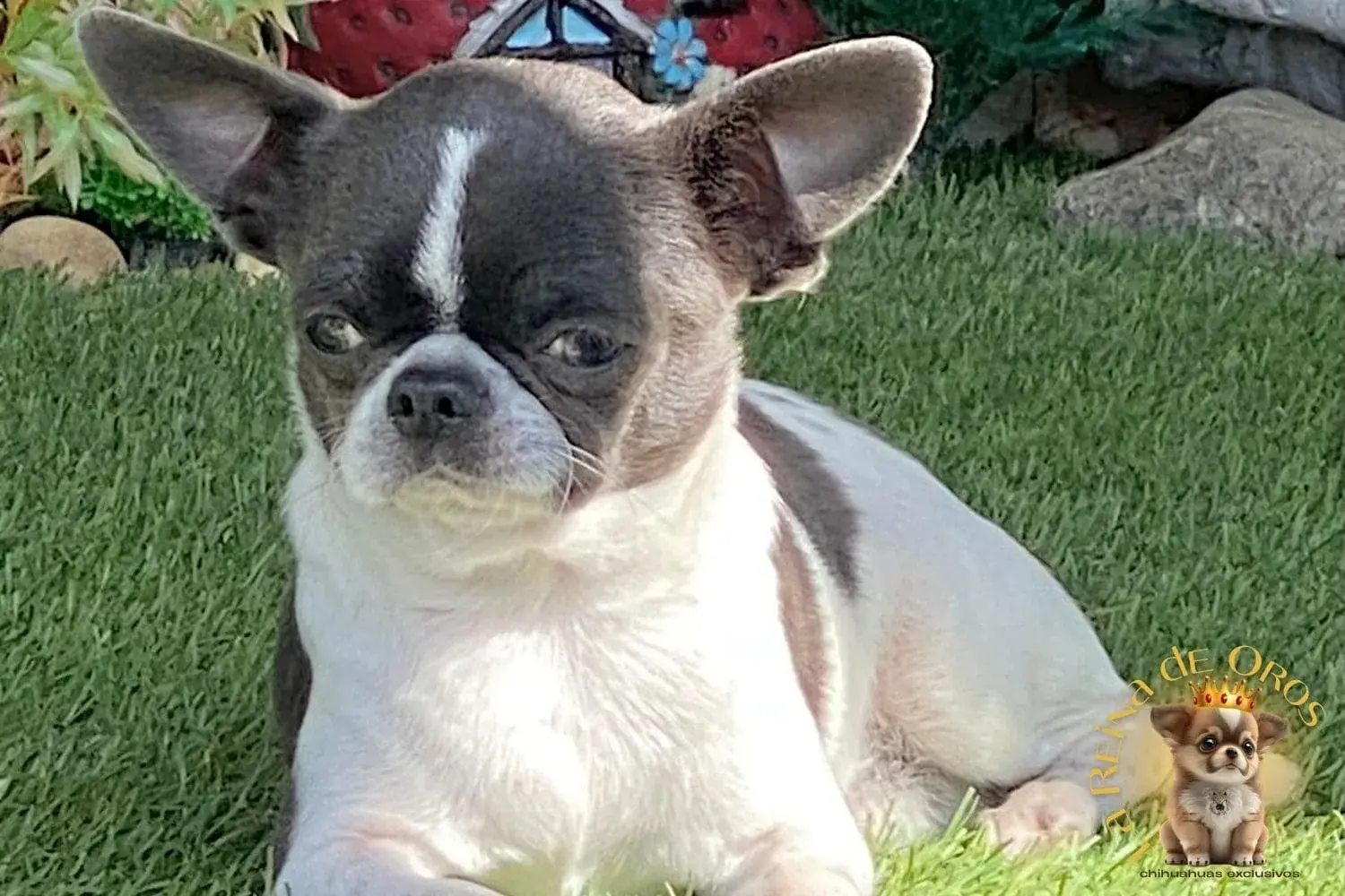 macho-chihuahua-adulto-dandy-criadero-chihuahuas