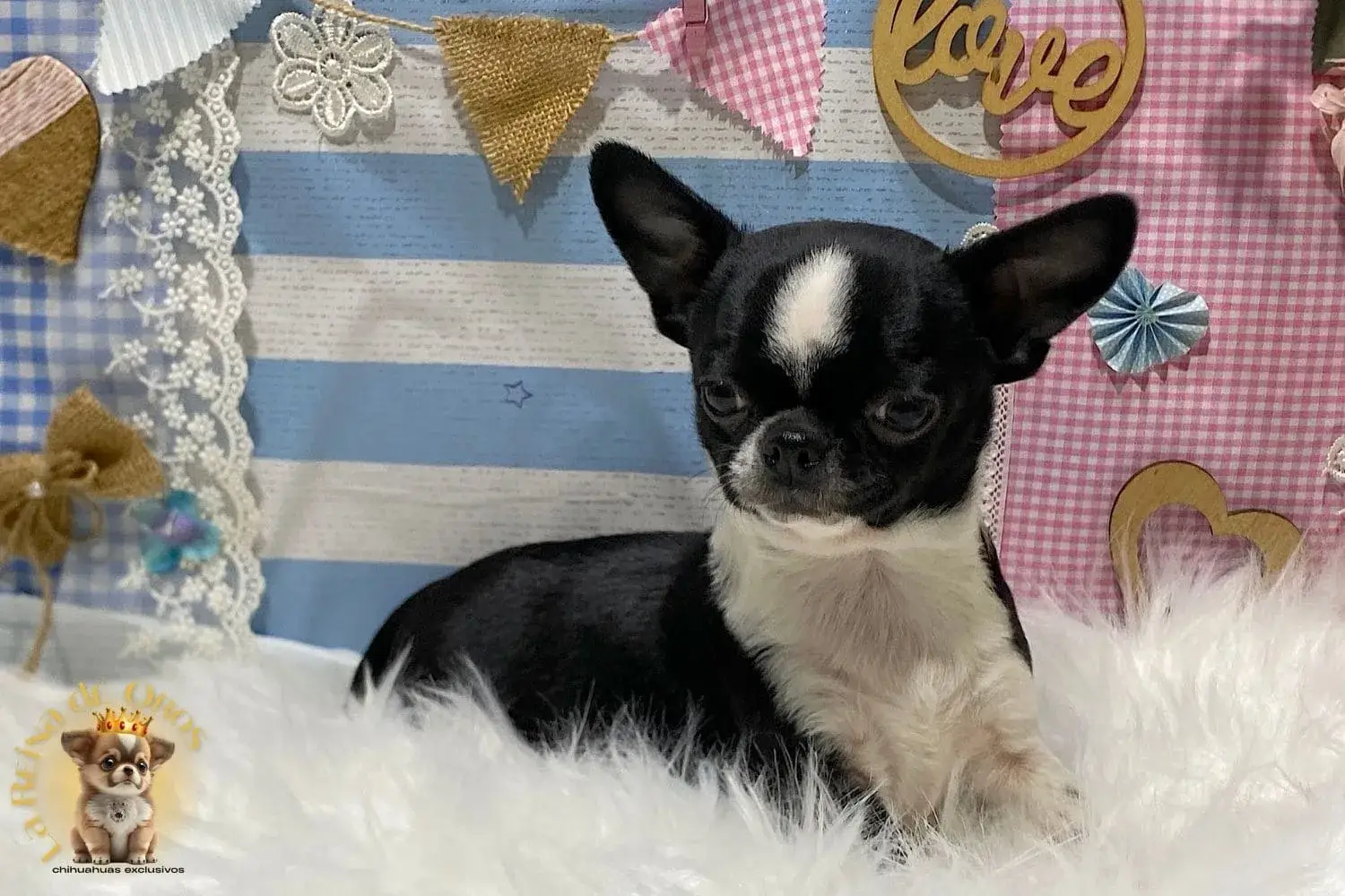 comprar chihuahua blanco negro