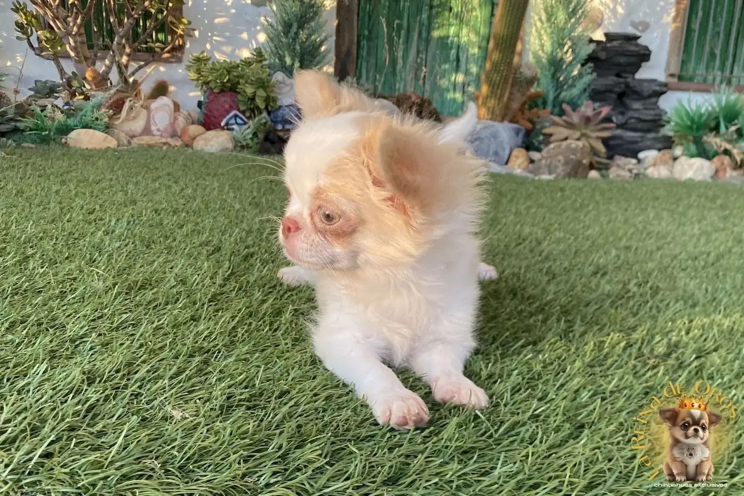 cachorro chihuahua katrina