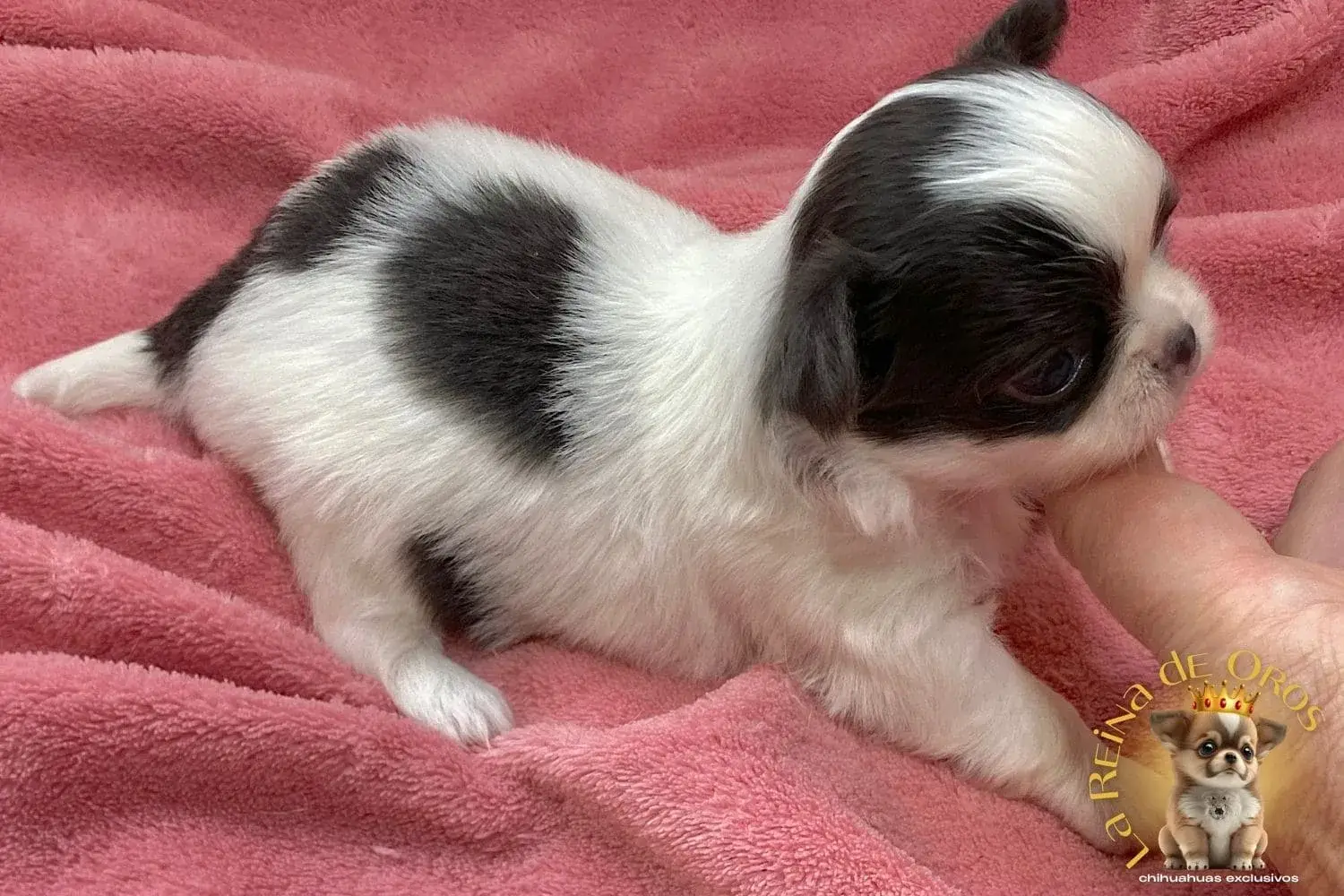 cachorro-chihuahua-india-comprar-chihuahua