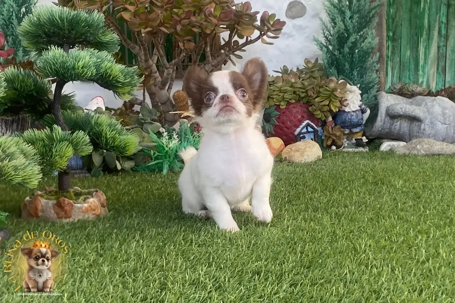 cachorro chihuahua de la reina de oros